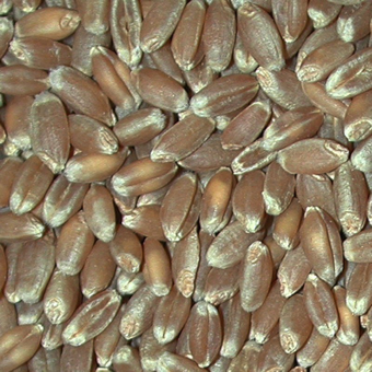 Caryopsis - the fruit of a grass with the fruit wall and seed coat tightly fused (Wheat)